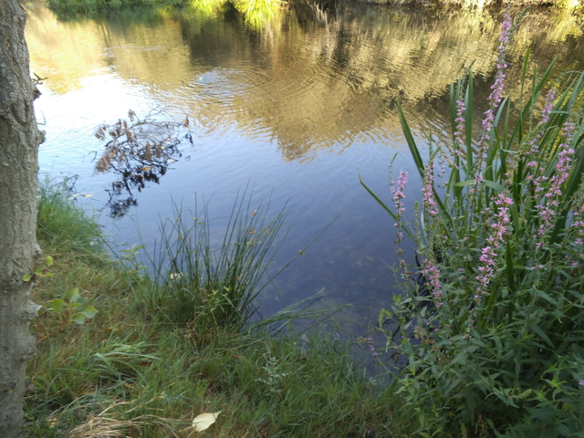 https://www.petit-pecheur.net/media/carp-stalking-18.08.2021/DSCF6117.JPG